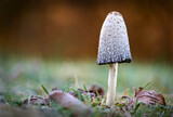 Fototapeta Sawanna - Mushroom on Frosty Ground. A Shaggy Mane mushroom growing in a yard.

