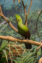 Green Turaco Or Guinean Turaco Perched On A Branch