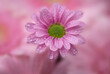 canvas print picture - single pink flower