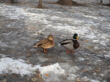A Pair Of Wild Ducks On The Ice Frozen Pond. Wild Animal.