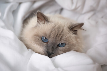 Poster - Adorable Birman cat under blanket at home, closeup