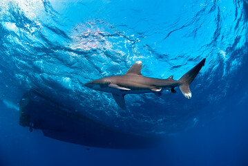 Canvas Print - Longimanus moving close to the surface and close to a big boat.