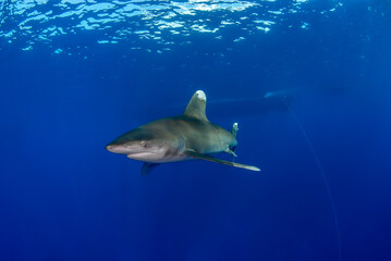 Wall Mural - Longimanus in the blue with a bot in the background