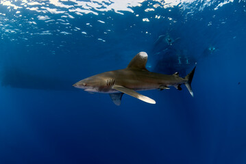 Canvas Print - Longimanus with a hook in the mouth swimming close to boats.