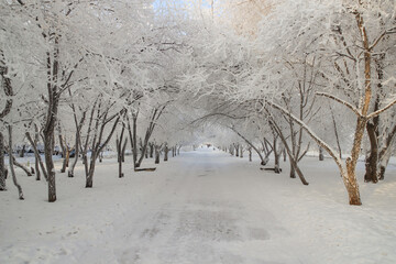 Wall Mural - Winter plot: White trees densely covered with hoarfrost, bending branches with an arch above the alley