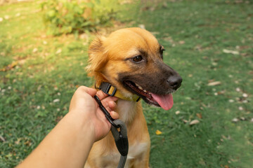 Wall Mural - Yellow dog looking at the park