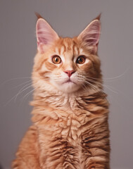 Wall Mural - Beautiful red solid maine coon serious kitten concentrated looking her yellow eyes. Closeup