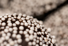 Zoomed In Photo Of Multiple Nonpareils / Snowcaps