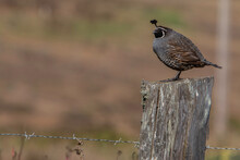Fat Male Quail Sitting On A Fence Post On The Drive To Point Reyes, California