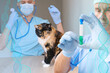 © kittyfly - male doctor, veterinarian in mask, with a stethoscope in veterinary clinic conducts examination and medical examination of dark domestic cat, concept of medical veterinary care, pet health