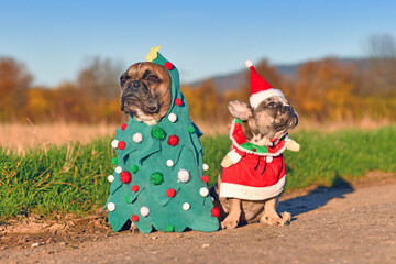 Wall Mural - Funny adult and puppy French Bulldog dogs dressed up with christmas tree and santa costumes