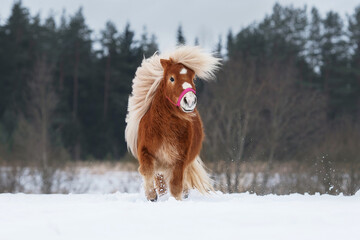 Beautiful miniature shetland breed pony stallion with long white mane running on the snowy field in winter