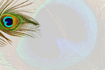 Sticker - peacock feathers in blurry feather  background with text copy space 