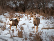 mule deer doe and yearling in snow