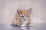 Fototapeta Koty - Ginger kitten portrait
