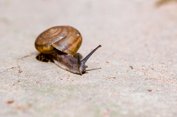 Helix pomatia also Roman snail, Burgundy snail, edible snail or escargot, is a species of large, edible, air-breathing land snail, a terrestrial pulmonate gastropod mollusk in the family Helicidae.