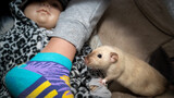 Biały perski szczur na tle lalki. Przyjazne zwierzę obserwuje stopę