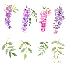 Watercolor Illustration. Flora Set. Twigs Of Blooming Wisteria And Branches With Leaves. Elements For Creating A Floral Design.