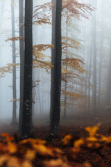 Sticker - Background of beech trees Forest of orange and red leaves. Foggy landscape.