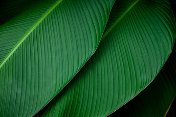 closeup nature view of green leaf texture, dark wallpaper concept, nature background, tropical leaf