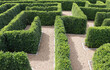 Labyrinth maze garden. Build from the tree forming a wall in the park.
