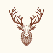 Vector Vintage Deer Head. Hand Drawn Illustration With Deer Portrait Isolated On White Background.