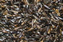 Niger Seeds In Detail (Guizotia Abyssinica) Aka Blackseed, Noog, Nug, Nyger, Nyjer, Ramtil, Ramtilla Or Inga Seed