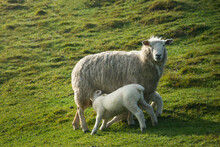 Baby Lambs Drinking Milk From Mother Sheep On Green Grassland
