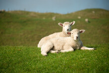 Cute Baby Lambs Resting On The Green Hill Top