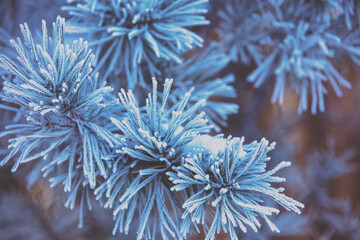  Pine branches covered with rime. Nature winter background. Winter nature. Snowy forest. Christmas background