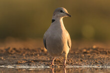 A Low Angle Photo Of A Cape Turtle Dove Sitting At The Edge Of A Waterhole With Beautiful Morning Light.