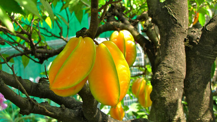 Yellow fruit on a tree