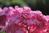 Fototapeta Krajobraz - ピンクの紫陽花