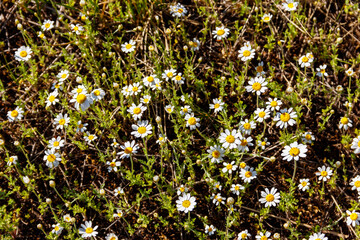 Canvas Print - White chamomile flowers on a meadow at spring