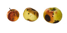 Spoiled Rotten Apples With Mold. Old Apples Are Natural And Natural Looking. Isolate On White Background