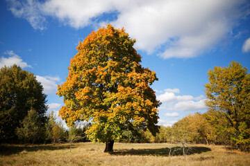 Wall Mural - beautiful red maple in autumn in the field