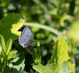 butterfly on a leaf