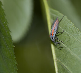 bug on a leaf