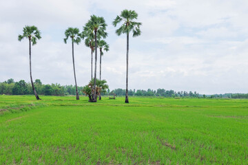 .Rice fields covered with rain clouds