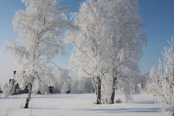 snow frost crystals on white branches trees in the forest Siberia in winter in the climate of Russia