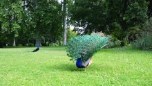 A Blue Peacock Fanning Its Tail On Green Grass