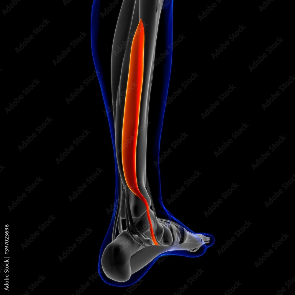 Flexor Digitorum Longus Muscle Anatomy For Medical Concept 3D ...