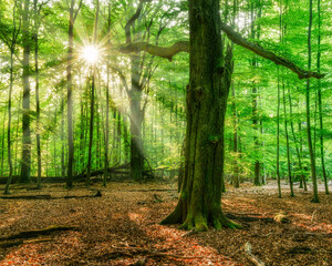 Wall Mural - old beech tree in sunny green forest
