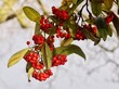 canvas print picture Rowan Tree with Red Berries 