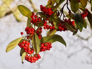 Poster - Rowan Tree with Red Berries 