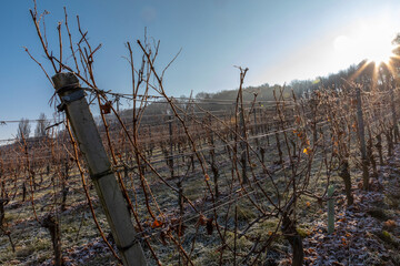 Wall Mural - autumn in southern styria, an old wine growing country in austria named südsteirische weinstrasse