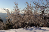 Fototapeta Pomosty -  Panoramic view of the mountains in the distance, a spruces and ice-covered trees on a winter evening at sunset of the day.