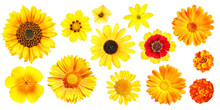 Group Of Different Yellow And Orange Garden Flowers, Isolated