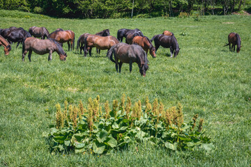 Wall Mural - Hucul ponies also called Carpathian horses on a green meadow in Bieszczady Mountains National Park, Poland