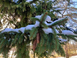 christmas tree in the park